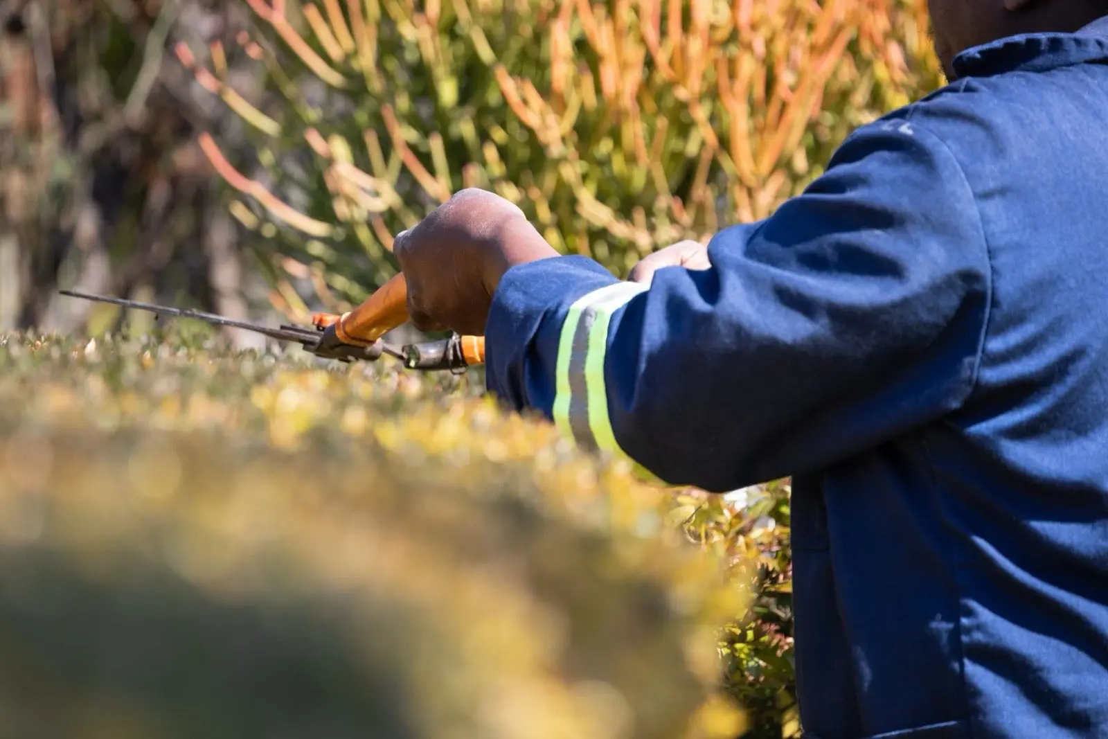 Crew member trimming a hedge