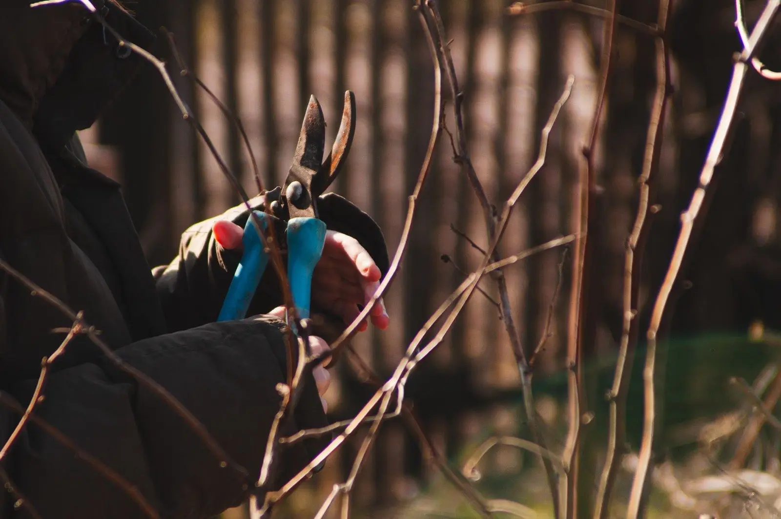 Pruning shears cutting a branch