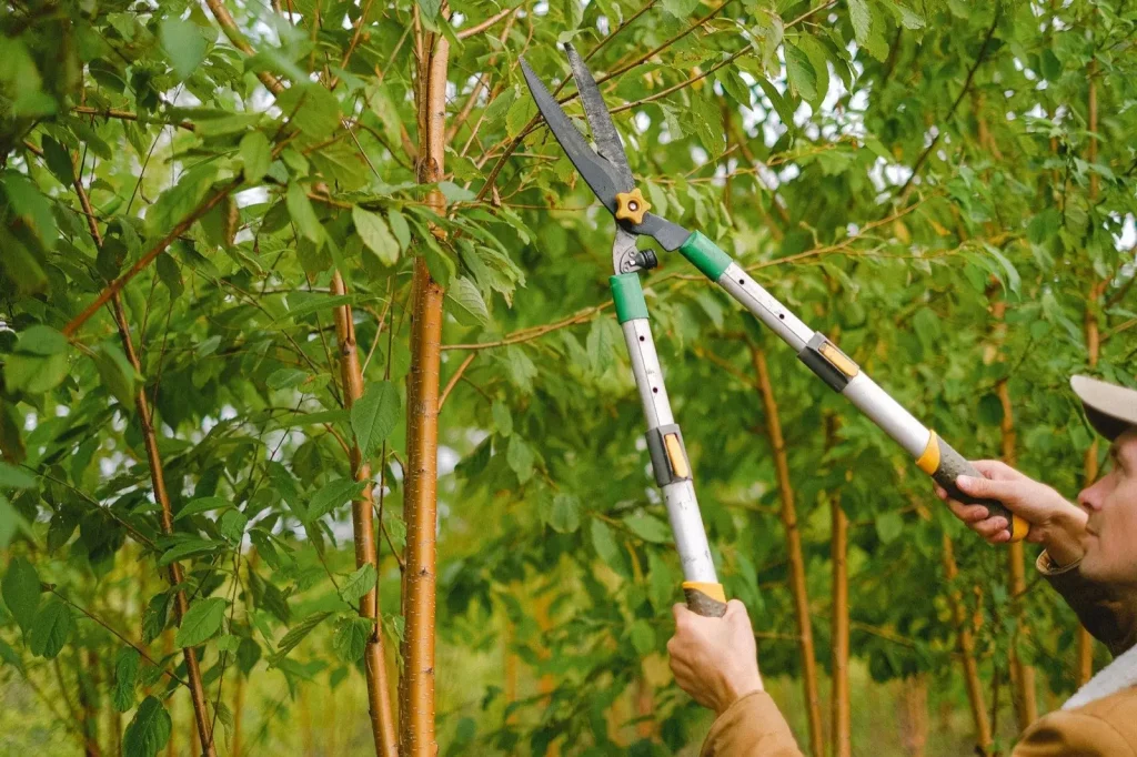 Pruning a branch with loppers