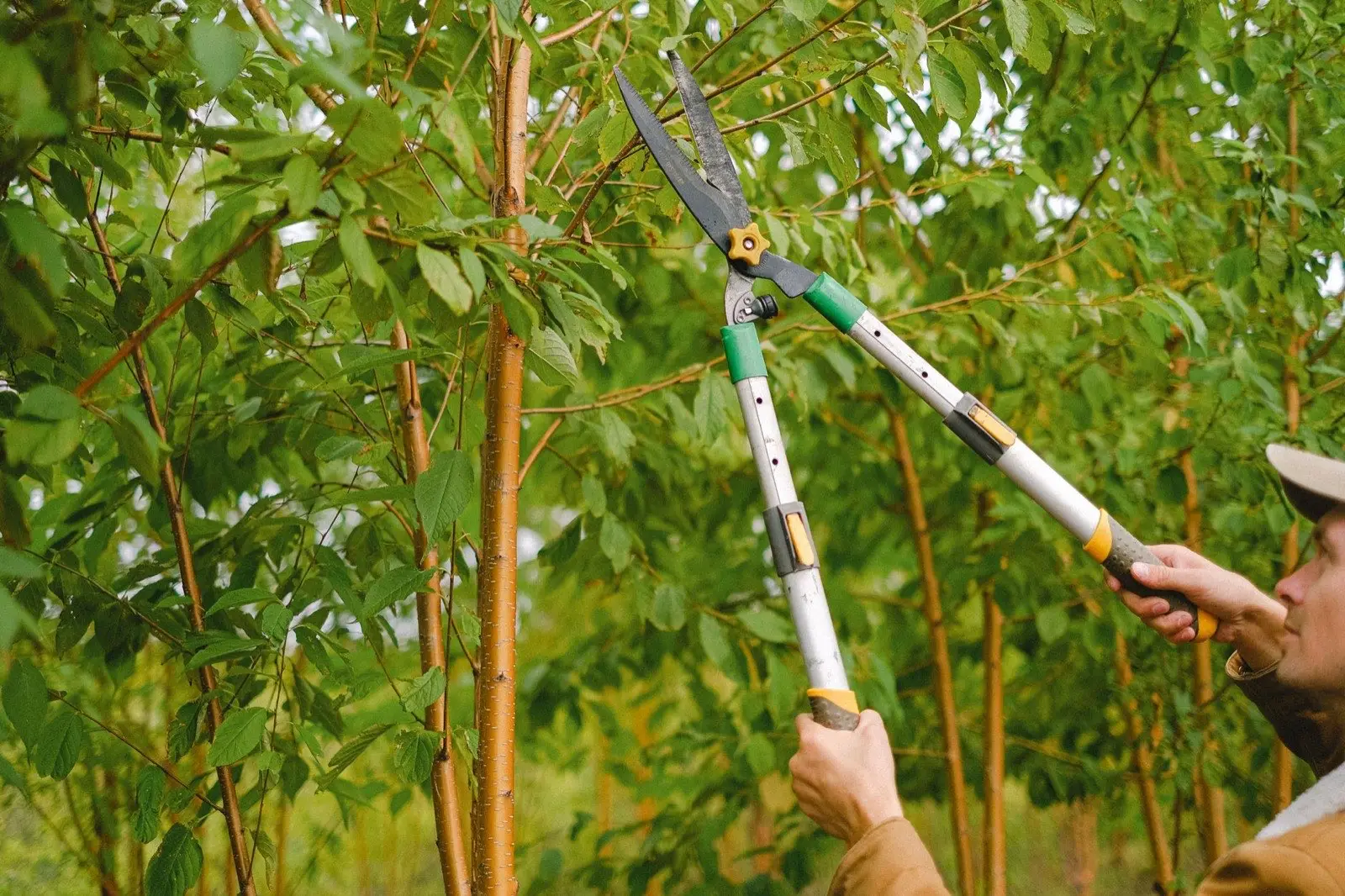 Pruning a branch with loppers