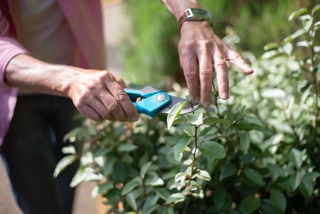 Hand pruners at work on a shrub