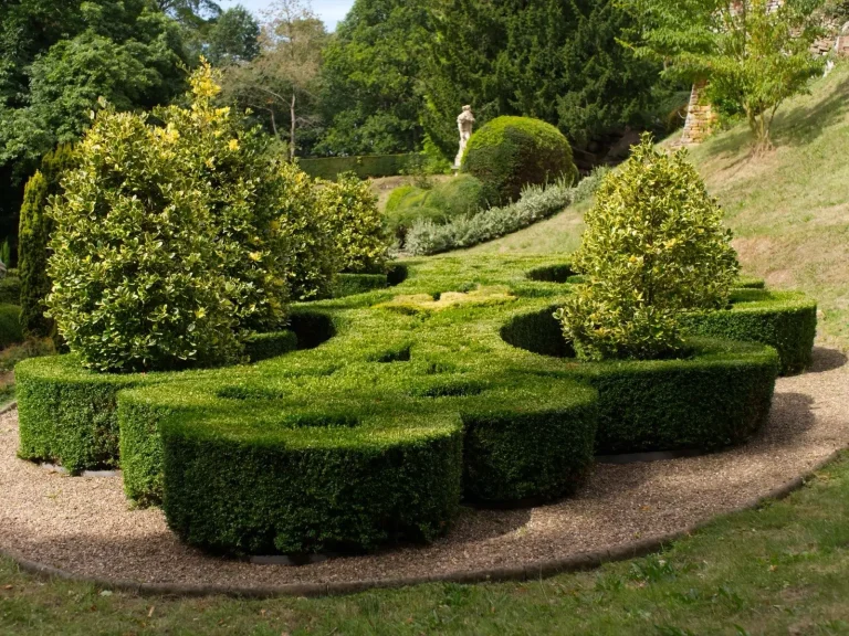 Clipped boxwood