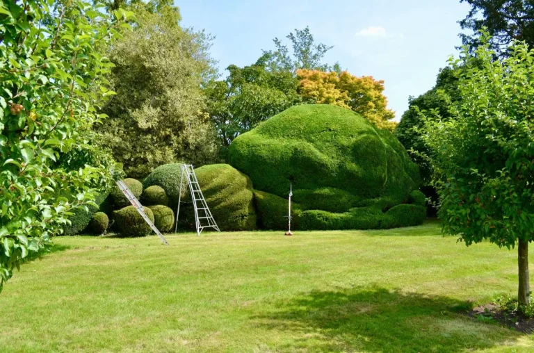 Shaped shrubs on a lawn