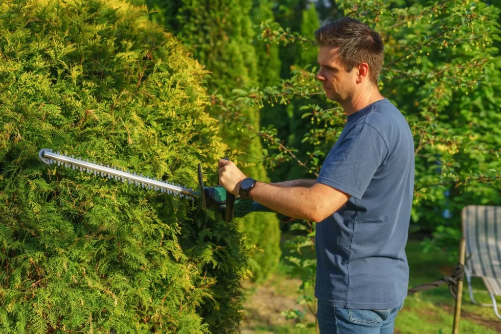 Trimming a hedge with a hedge trimmer