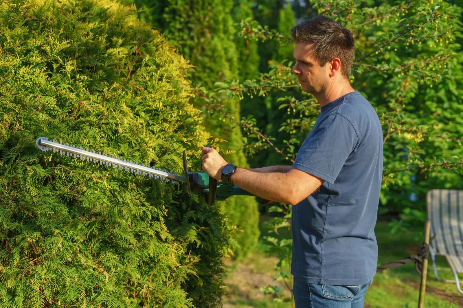 Trimming a hedge with a hedge trimmer