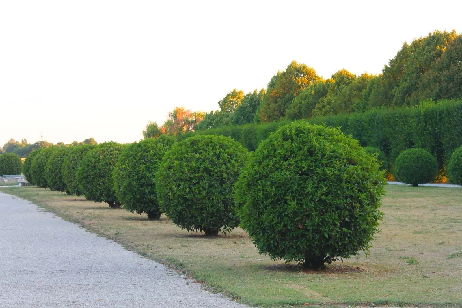 Rounded shrubs along a path