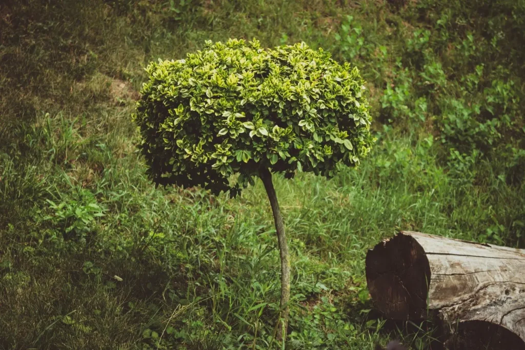 A shrub brought back to shape