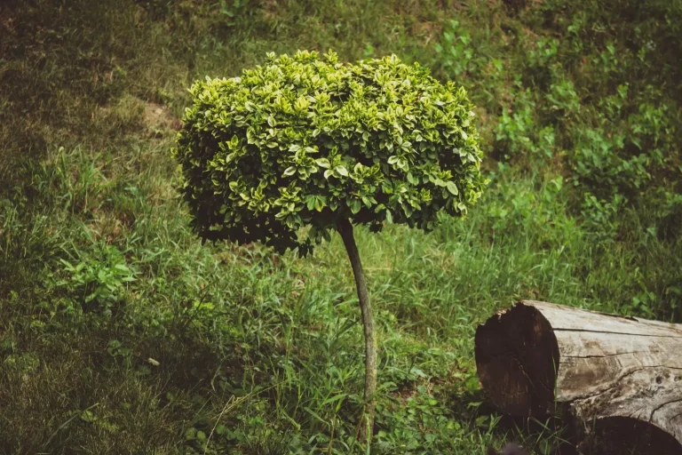 A shrub brought back to shape