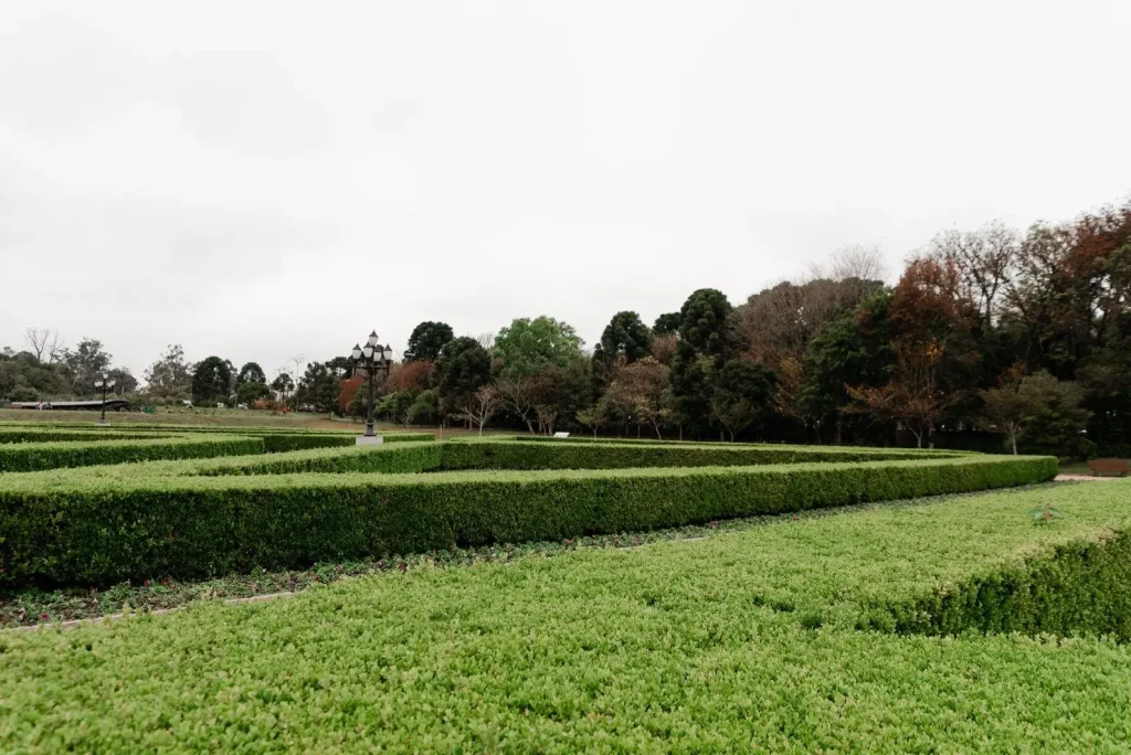 Rows of low clipped hedges